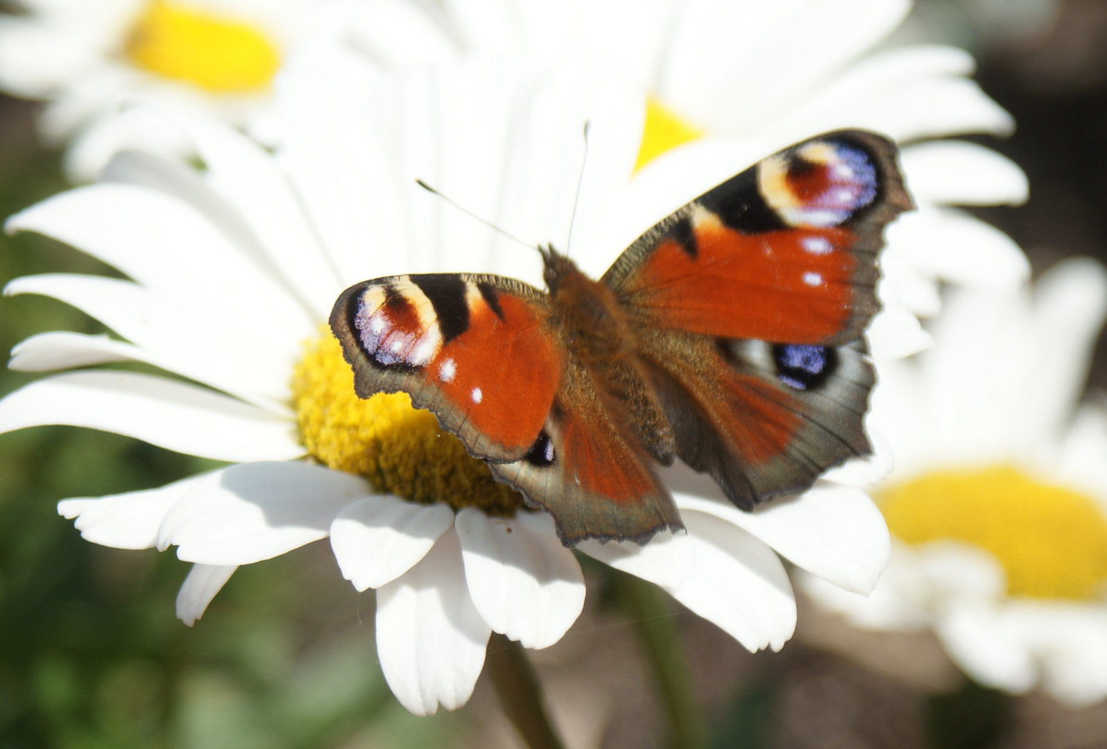 Schmetterling auf Blume