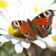 Schmetterling auf Blume