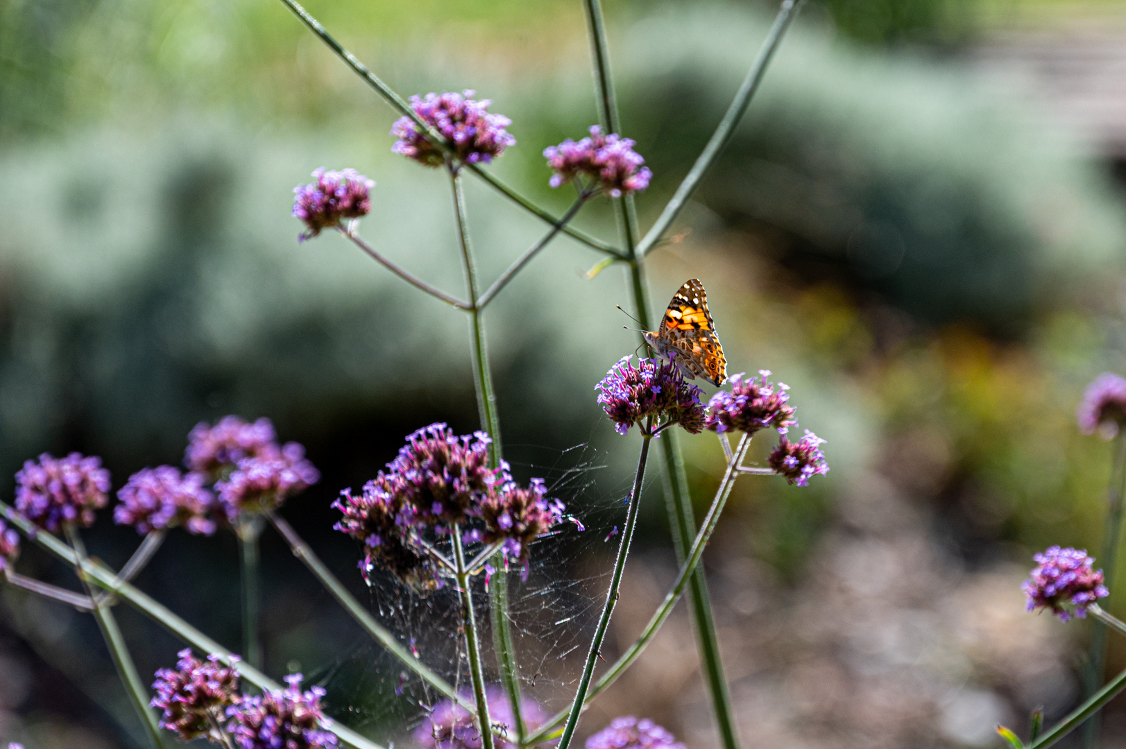 Schmetterling auf Blume 5