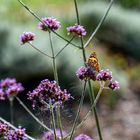 Schmetterling auf Blume 5