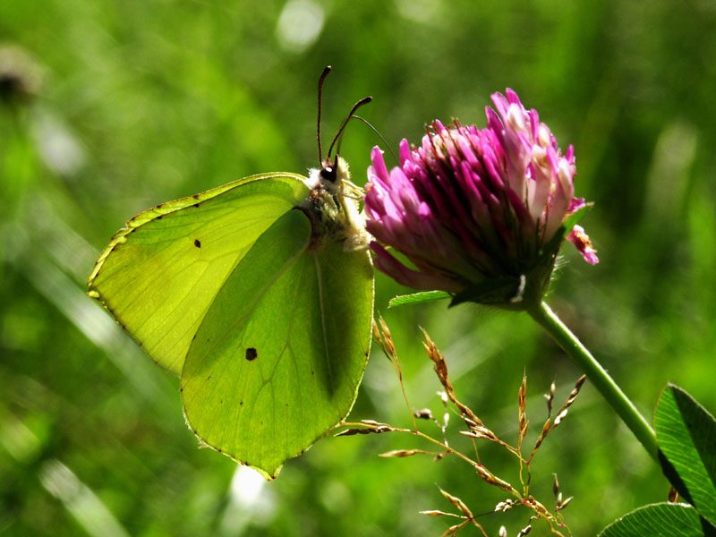 Schmetterling auf Blume