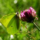 Schmetterling auf Blume