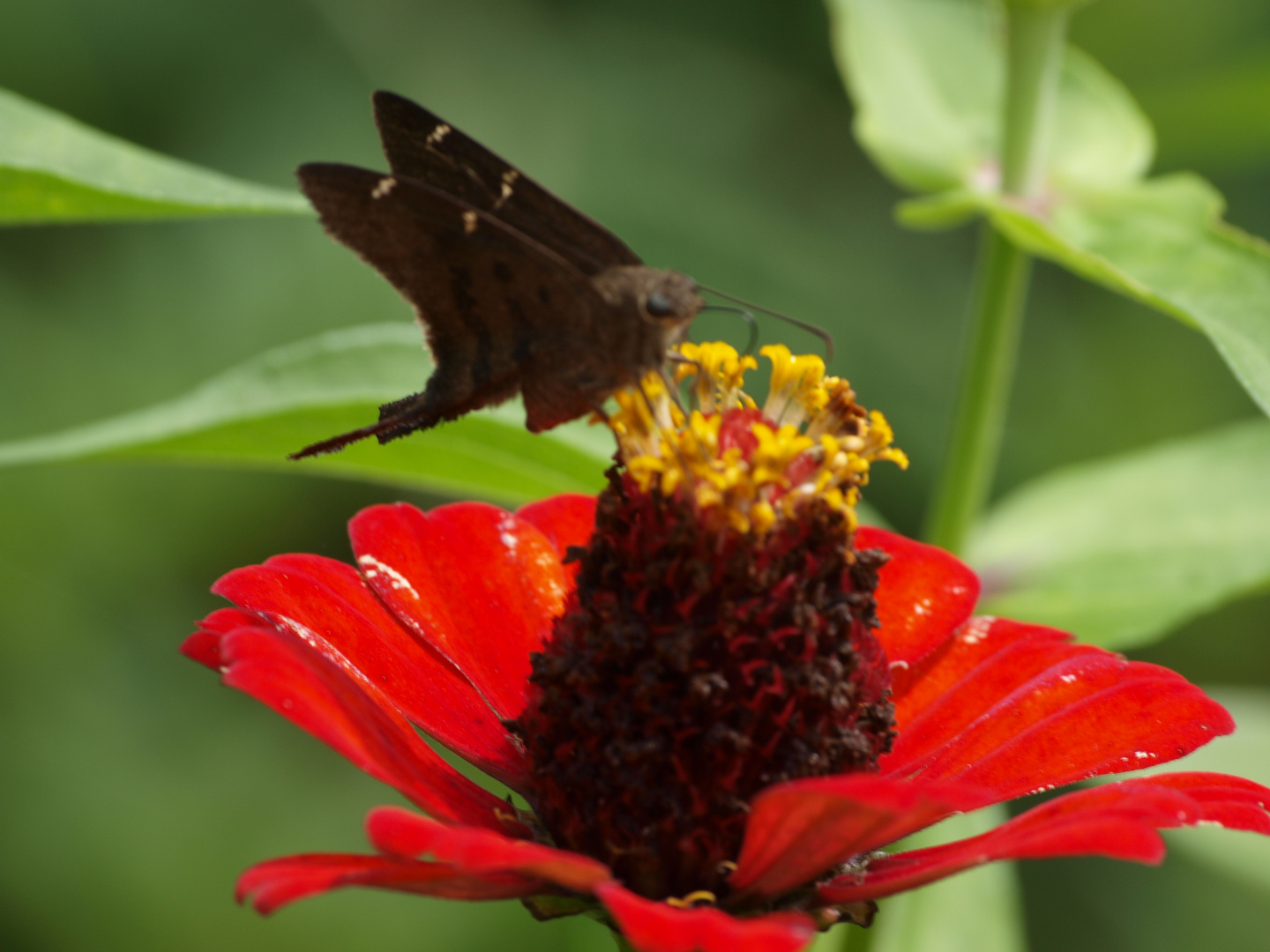 Schmetterling auf Blume