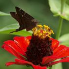 Schmetterling auf Blume