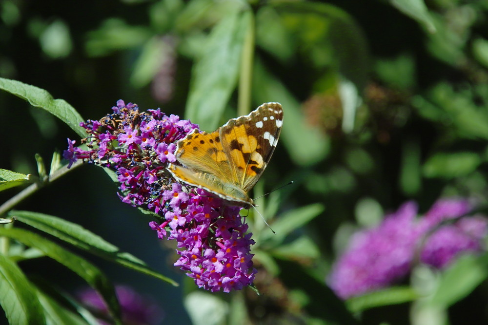 Schmetterling auf Blume