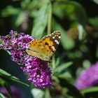 Schmetterling auf Blume