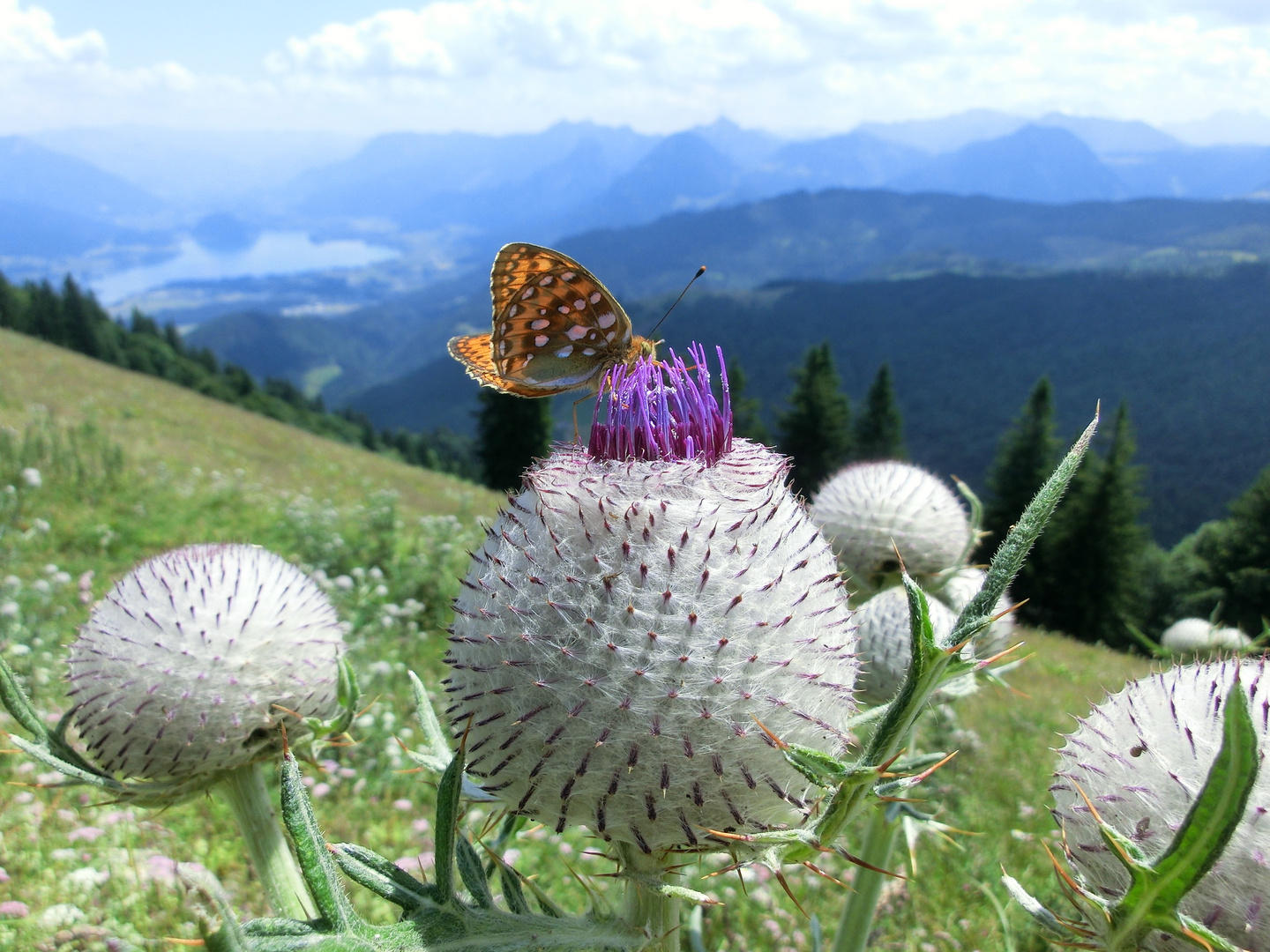 Schmetterling auf Blume