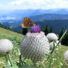 Schmetterling auf Blume