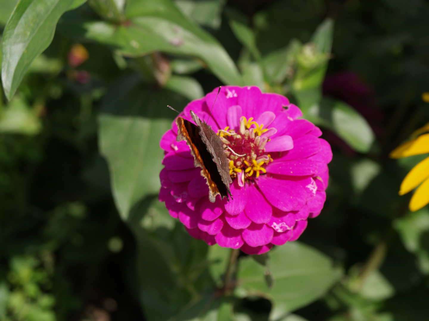 Schmetterling auf Blume