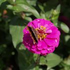 Schmetterling auf Blume