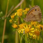 Schmetterling auf Blume