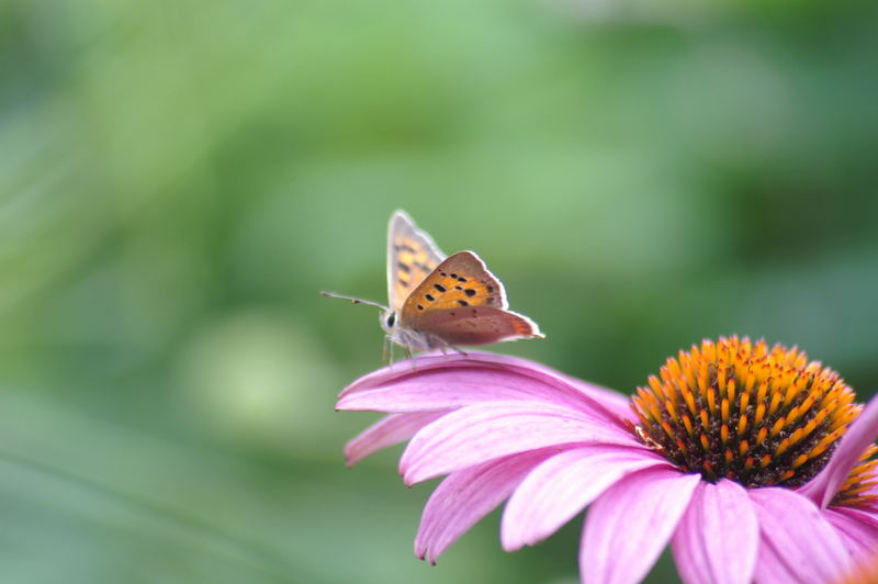 Schmetterling auf Blume