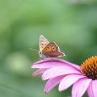 Schmetterling auf Blume