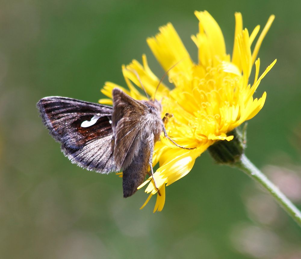 Schmetterling auf Blume