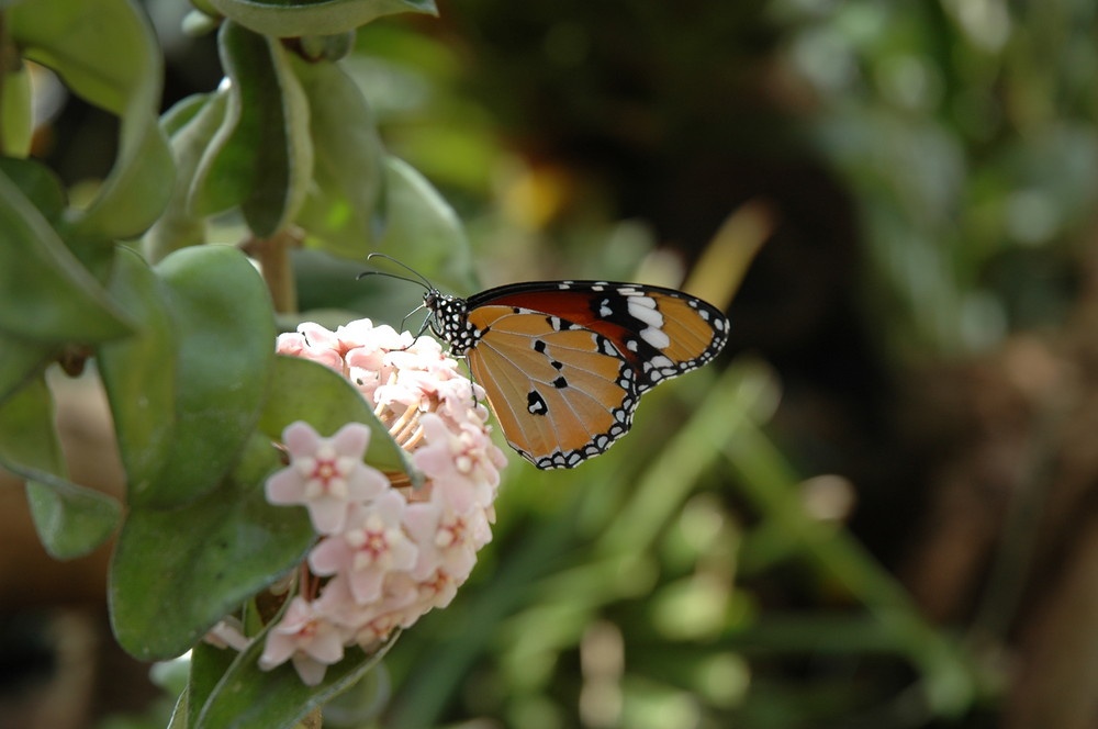 Schmetterling auf Blume!