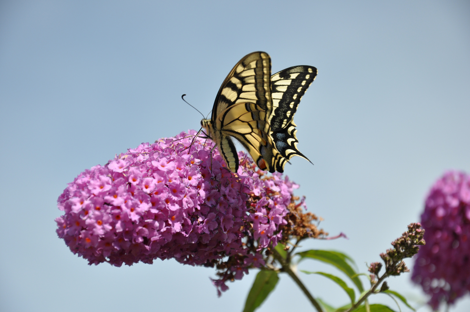 Schmetterling auf Blume