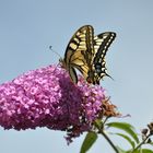 Schmetterling auf Blume