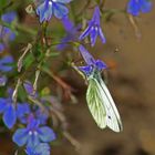 Schmetterling auf Blume 