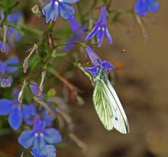 Schmetterling auf Blume 