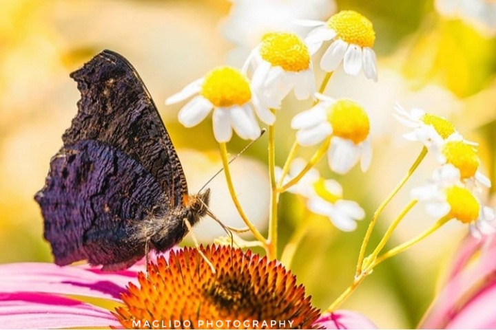 Schmetterling auf Blume