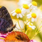 Schmetterling auf Blume