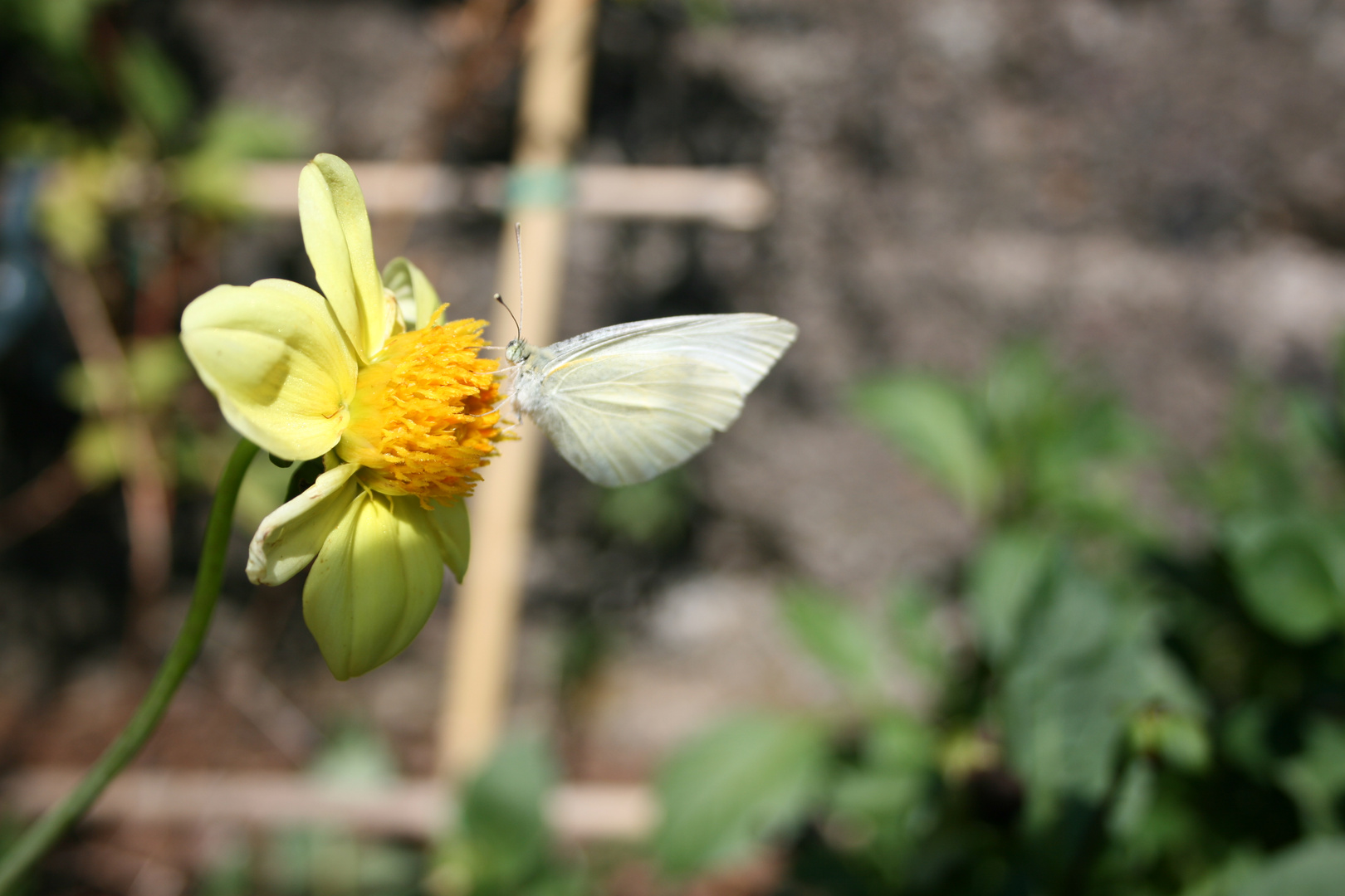 Schmetterling auf Blume