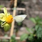 Schmetterling auf Blume