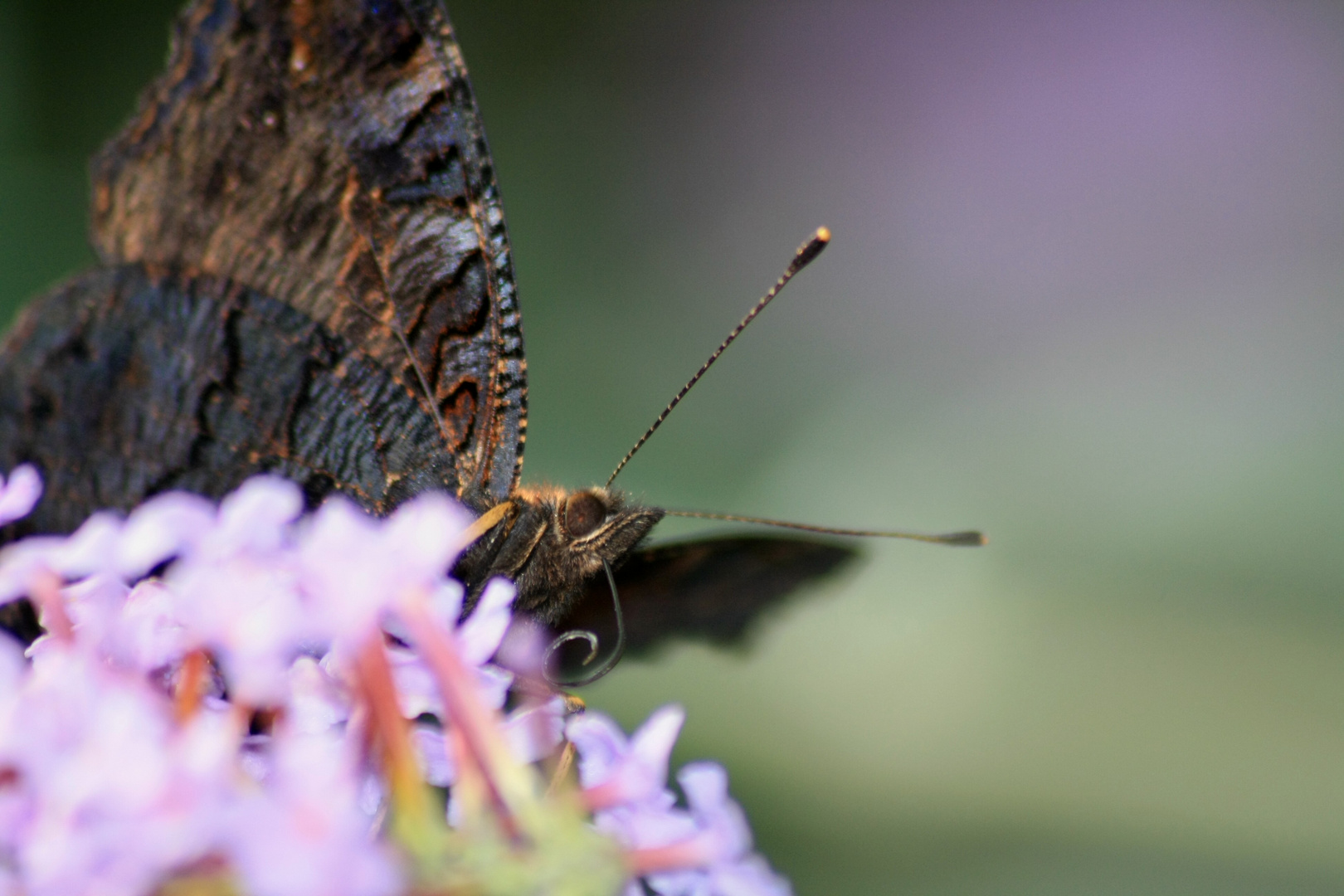 Schmetterling auf Blume