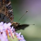 Schmetterling auf Blume