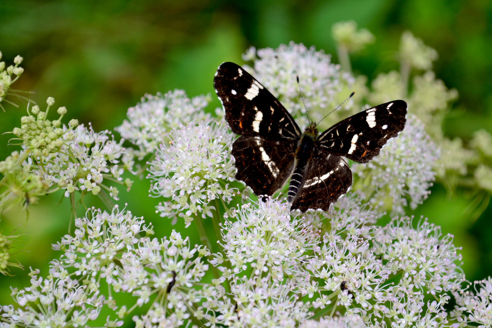 Schmetterling auf Blume Foto & Bild | tiere, wildlife ...