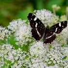 Schmetterling auf Blume