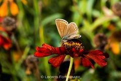 Schmetterling auf Blume