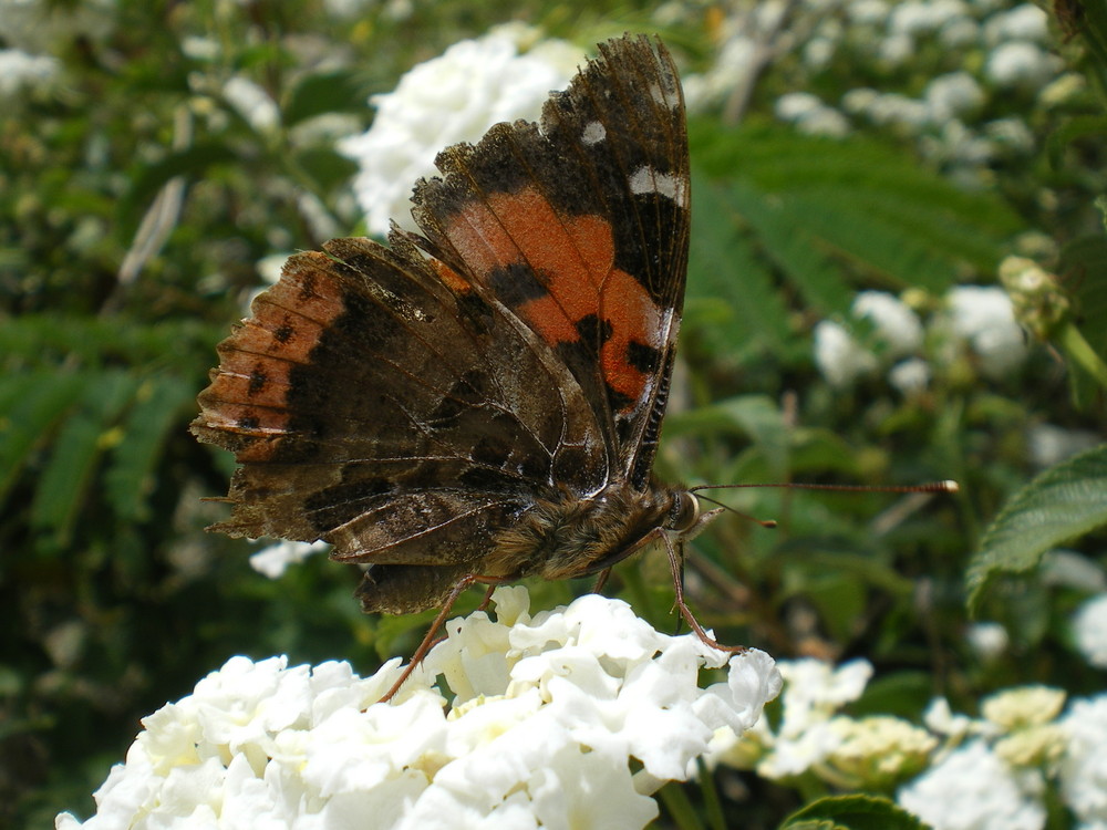 Schmetterling auf Blume