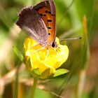 Schmetterling auf Blume