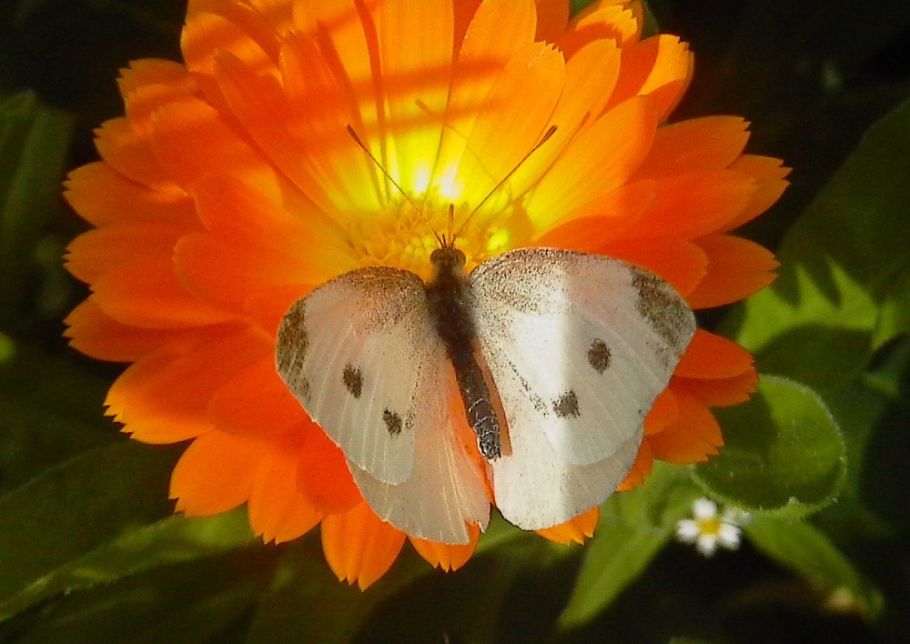 Schmetterling auf Blume