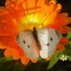 Schmetterling auf Blume