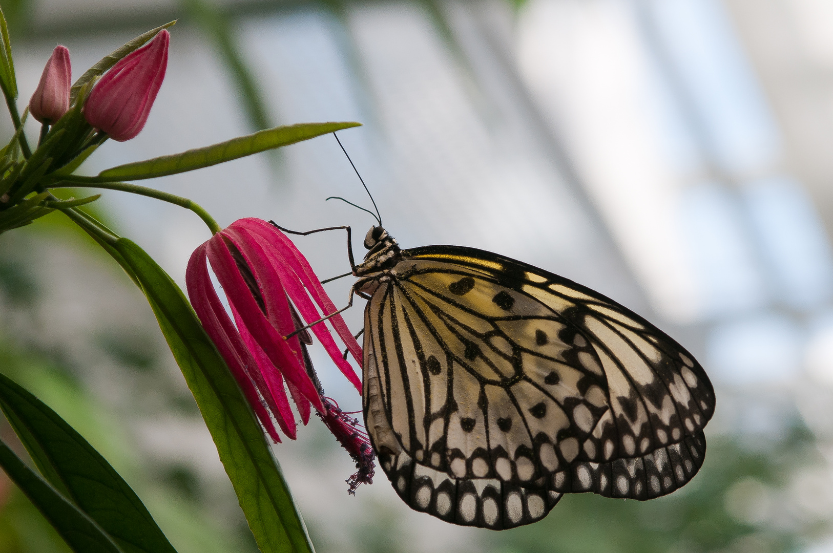 Schmetterling auf Blume