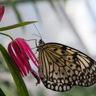 Schmetterling auf Blume