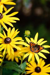 Schmetterling auf Blume