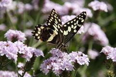 Schmetterling auf Blume