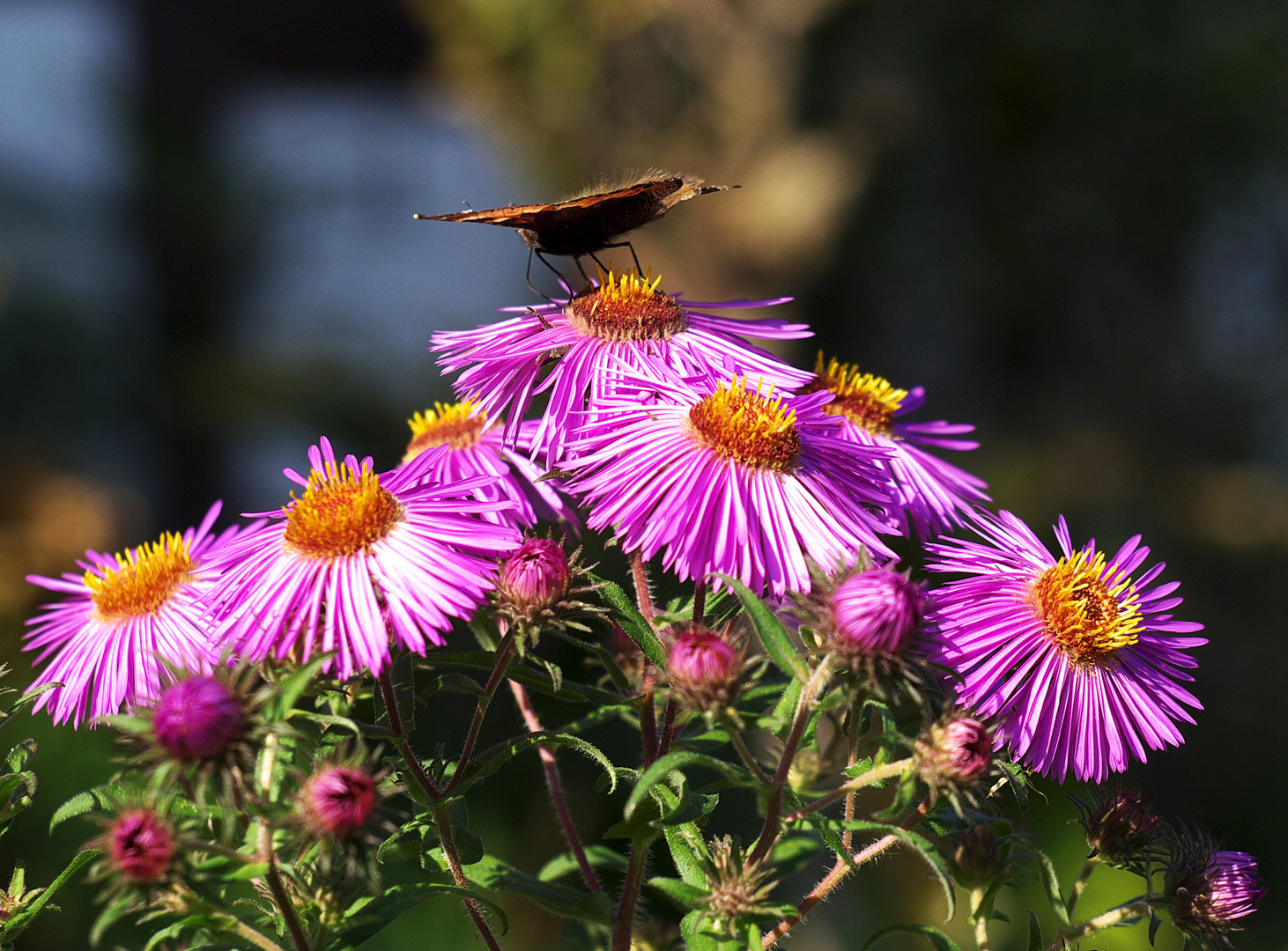 Schmetterling auf Blume