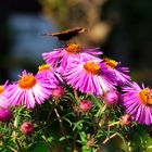 Schmetterling auf Blume