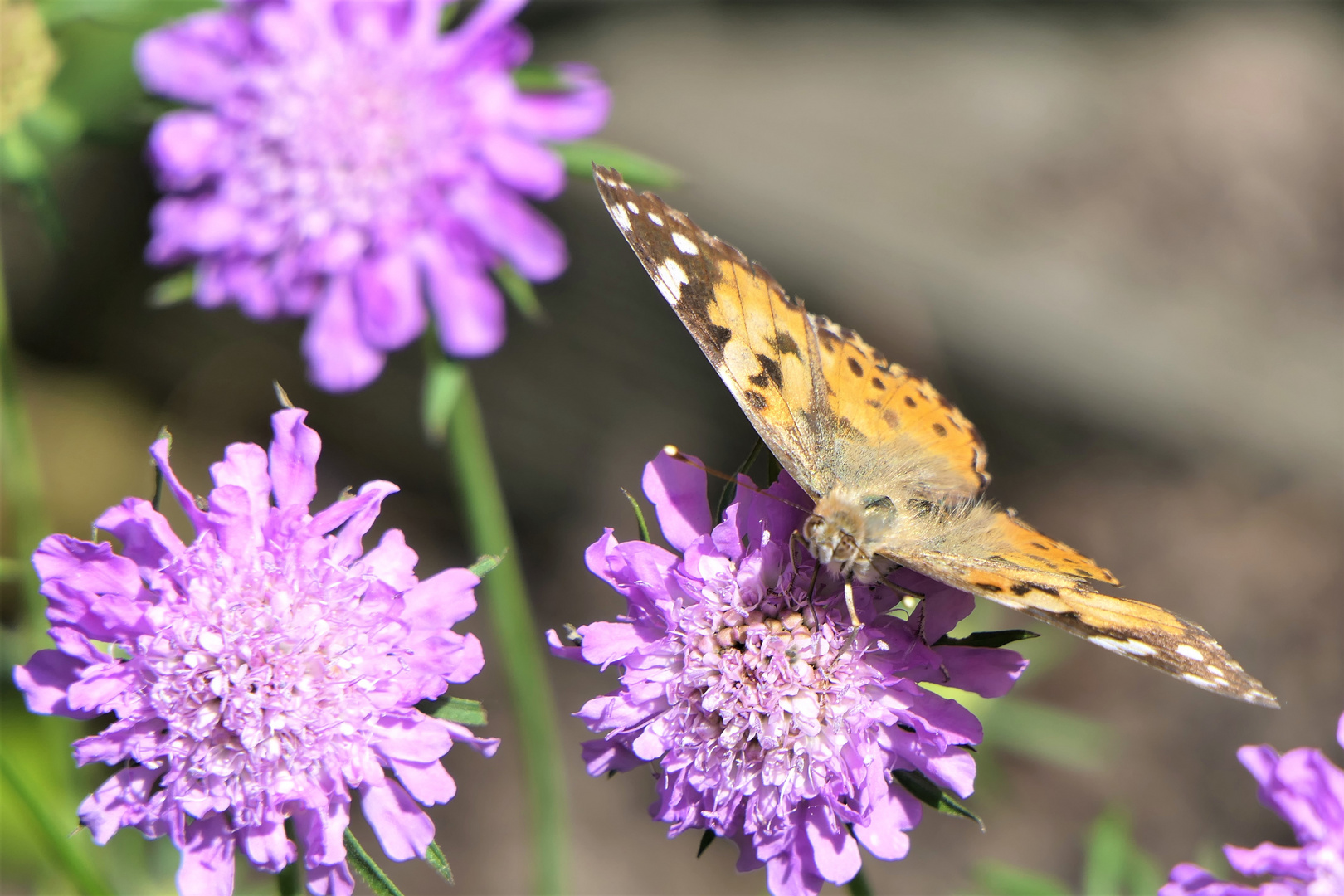 Schmetterling auf Blume