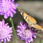 Schmetterling auf Blume