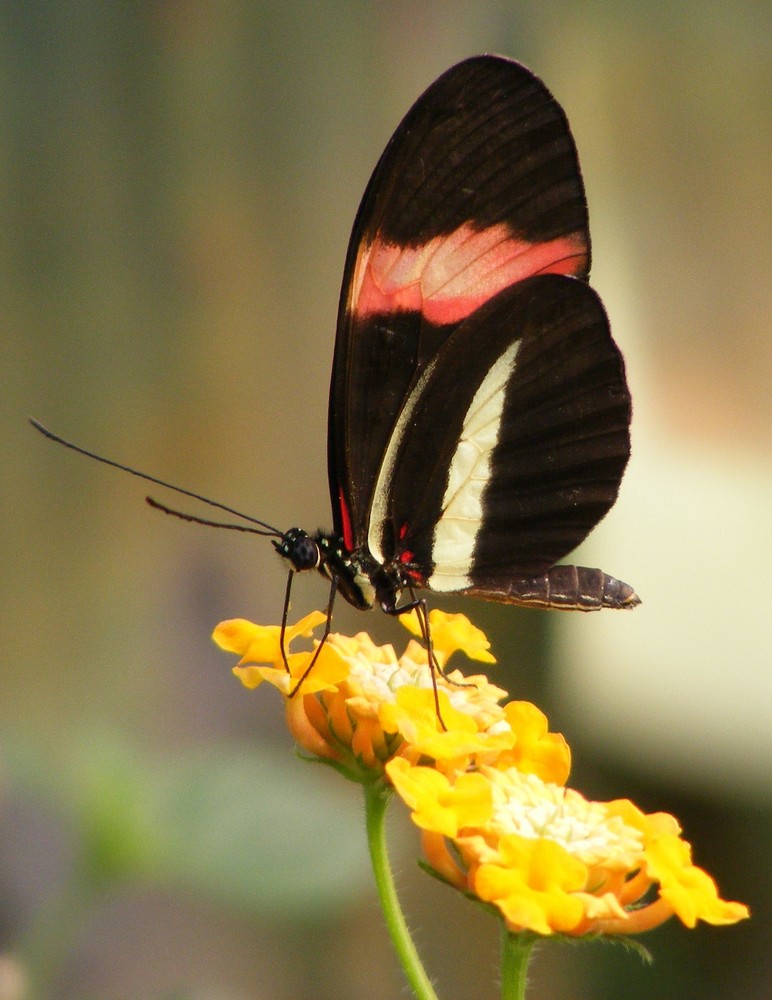 Schmetterling auf Blume