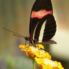 Schmetterling auf Blume