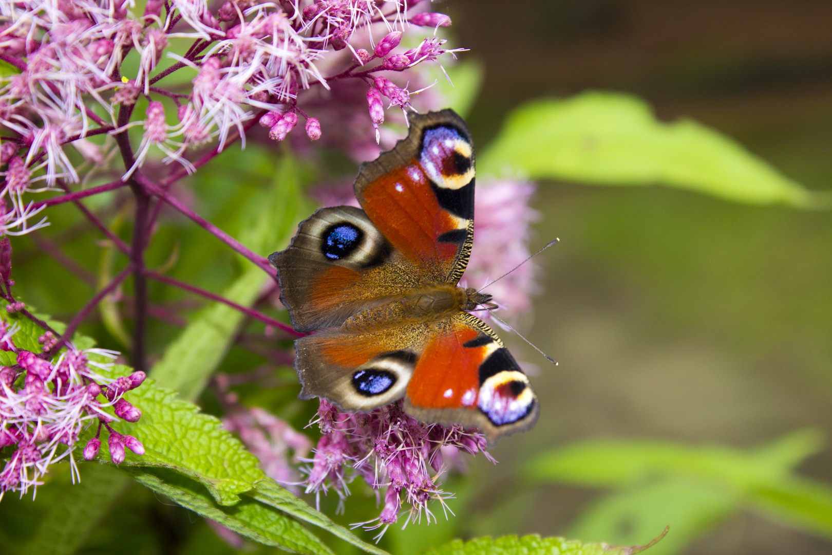 Schmetterling auf Blume