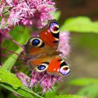 Schmetterling auf Blume