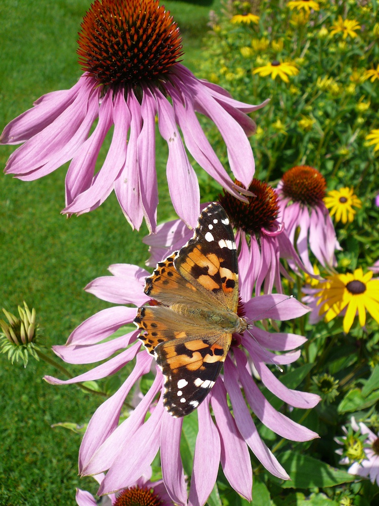 Schmetterling auf Blume