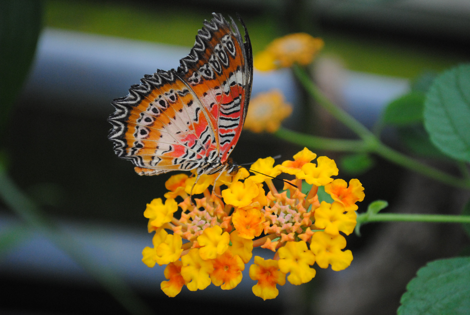 Schmetterling auf Blume